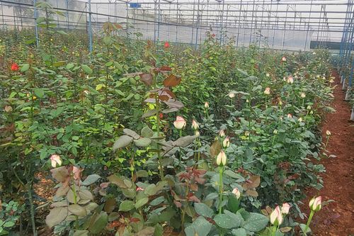 Việc ứng dụng khoa học công nghệ đã giúp nông dân ở Lâm Đồng nâng cao chất lượng sản phẩm