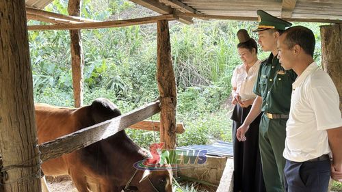 Cán bộ Đồn Biên phòng Phiêng Pằn hướng dẫn người dân kỹ thuật nuôi bò giống.