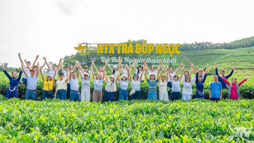 Khách du lịch trải nghiệm vùng chè nguyên liệu ở La Bằng của Hợp tác xã trà Búp Ngọc.