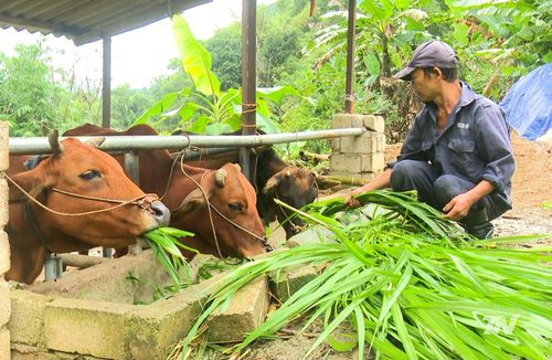 Mô hình nuôi trâu bò, chăn nuôi lợn ta hỗ trợ hộ nghèo xã Quảng Bạch phát triển kinh tế.