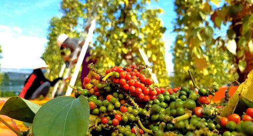 Giá tiêu hôm nay duy trì ổn định. Ảnh minh họa