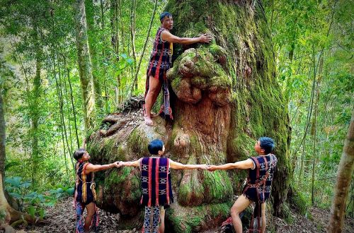 Những cây pơmu trong rừng cổ thụ được người Cơ Tu coi trọng