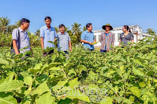 Cà Mau xác định công tác cán bộ là “then chốt của then chốt”, nhằm xây dựng hệ thống chính trị vững mạnh, phục vụ người dân, doanh nghiệp ngày càng tốt hơn. (Trong ảnh: Ðoàn công tác của Thường trực Ðảng uỷ Xã Trần Văn Thời tìm hiểu tình hình sản xuất của nông dân).