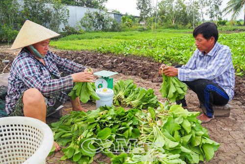 Gia đình ông Lê Văn Hùng, ấp Cơi 6, thuê đất trồng rau để cải thiện cuộc sống.