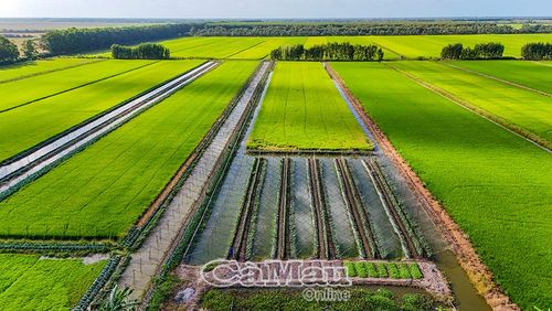 Lúa vẫn là cây trồng chủ lực và trên cùng không gian sản xuất, người dân có thể tận dụng bờ ruộng để trồng rau màu, chuối, dưới ruộng nuôi cá đồng, trồng bông súng... cho thu nhập đa nguồn, bền vững.