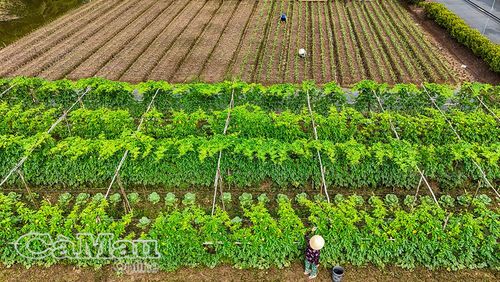 Thời điểm sáng sớm và chiều mát, bà con ấp Cơi 6, xã Ðá Bạc, ra đồng chăm sóc hoa màu, hình ảnh quen thuộc nơi đây.