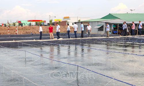 Đoàn công tác khảo sát tại Trại sản xuất nghêu sò giống Cần Giờ - Cà Mau Minh Nhiên, đường Đông - Tây, ấp Hoà Hải, xã Tân Thuận.