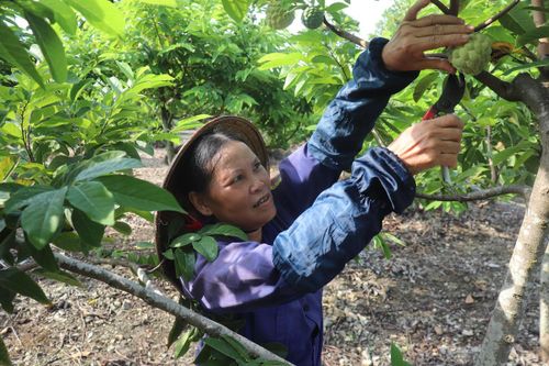 Bà Đinh Thị Thu Hiền trồng na trên diện tích gần 1ha, thu hơn 200 triệu đồng/năm. Ảnh: Đình Minh
