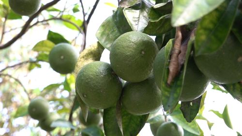  Nhiều loại cây trong vườn đang trĩu quả 