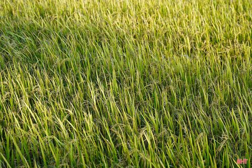 Tình trạng lúa hạt lép cũng xuất hiện ở nhiều thôn trên địa bàn xã Cẩm Lạc.