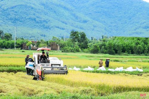 Trận mưa lớn trong hai ngày 19/8 và 20/8 khiến hơn 190/980 ha lúa của xã Tùng Lộc bị ngập, ngã đổ. Địa phương đã nhanh chóng tập trung tiêu thoát nước, bố trí máy gặt về các xứ đồng, hỗ trợ người dân tranh thủ thu hoạch sớm những diện tích lúa đã chín ngay khi nước rút.