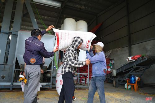 Hiện nay, chia sẻ với những khó khăn của bà con nông dân, nhiều cơ sở, hợp tác xã đang tăng cường mua lúa tươi, góp phần giảm áp lực phơi, sấy trong điều kiện thời tiết còn diễn biến bất thường.