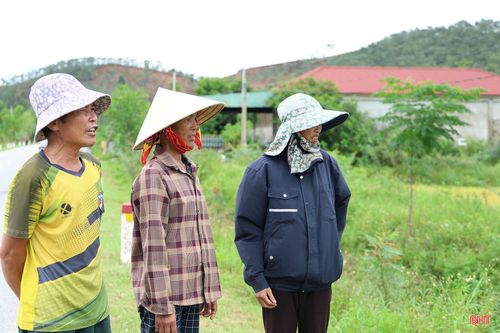 Bà Nguyễn Thị Lâm ở thôn Phúc Thắng, xã Tùng Lộc (người ngoài cùng bên phải) chia sẻ: “Vụ hè thu năm nay, gia đình tôi gieo cấy 12 sào lúa, trong đó 7 sào bị ngập, ngã đổ vì đợt mưa lớn vừa qua. Dù lúa mới chín khoảng 80%, gia đình vẫn tranh thủ thuê máy gặt sớm vì lo để lâu, lúa ngâm nước sẽ mọc mầm, ảnh hưởng đến năng suất và chất lượng”.