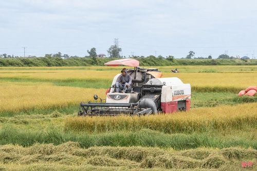 Ông Phan Văn Huân - Trưởng phòng Trồng trọt, Chi cục Trồng trọt và Chăn nuôi Hà Tĩnh cho biết: “Đối với diện tích bị ngập úng, các địa phương cần khẩn trương khơi thông dòng chảy, tiêu thoát nước để hạn chế thiệt hại. Đồng thời, tranh thủ thời tiết thuận lợi, tập trung đẩy nhanh tiến độ thu hoạch, bố trí và điều tiết máy gặt hợp lý, thống nhất giá dịch vụ. Bên cạnh đó, cần chủ động kết nối với doanh nghiệp, tổ chức, cá nhân để hỗ trợ tiêu thụ lúa cho bà con, phấn đấu hoàn thành thu hoạch sớm, giảm thiểu rủi ro do thiên tai”.