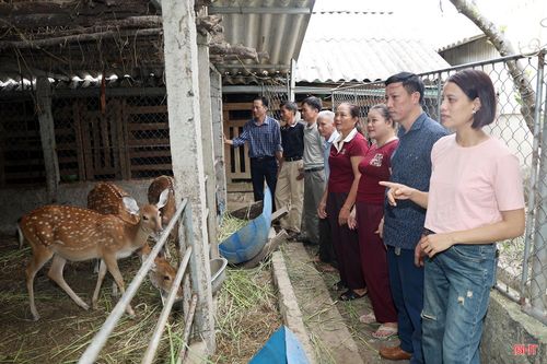 Toàn xã Sơn Giang hiện có 6 tổ hội nông dân nghề nghiệp chăn nuôi hươu.