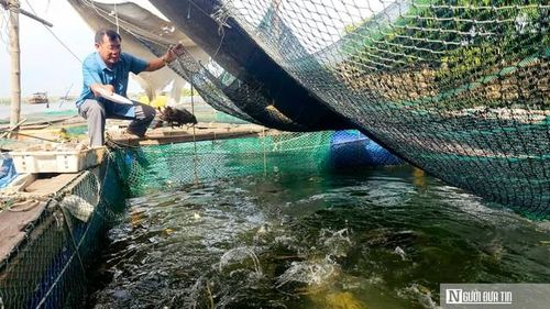 Cá lồng nuôi trên sông ở thôn Cồn Sẻ được đánh giá là ngon hơn cá nuôi ở những nơi khác nên được người dân rất ưa chuộng.
