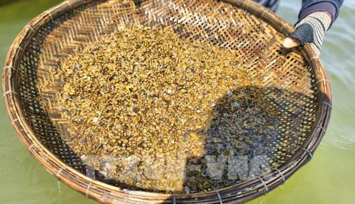 Don là loài nhuyễn thể vỏ hai mảnh, họ hến, sống ẩn mình dưới lớp bùn, cát bồi khi vực giữa lòng sông. Ảnh: Phạm Cường-TTXVN