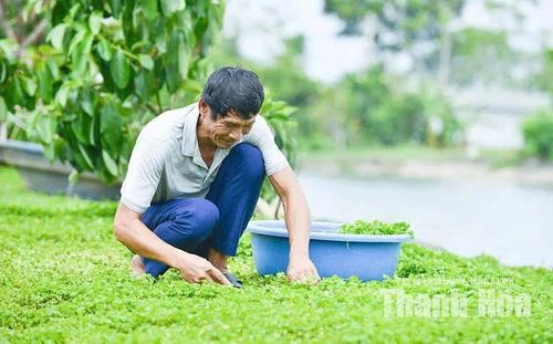 Cây rau má trên vùng đất Thọ Long.