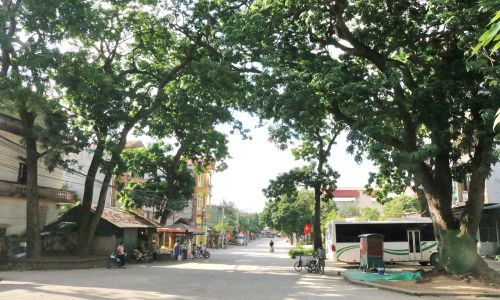 "Rừng Ngang" với những cây lim cổ thụ giữa thôn Kiều Na (xã Liên Bão).