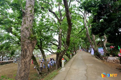 Tam Kỳ có những mảng xanh mát lành ngay giữa lòng phố. Ảnh: P.GIANG