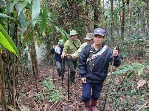 Phát triển du lịch, tạo thêm nguồn lực bảo vệ rừng được Ban Quản lý rừng phòng hộ, rừng đặc dụng tỉnh chú trọng thực hiện.