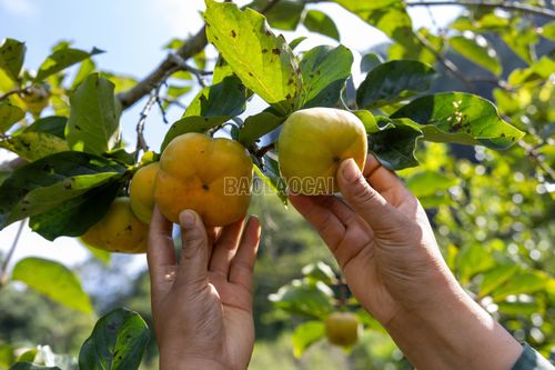 Khi bắt đầu chín, quả hồng chuyển dần từ xanh vàng sang vàng đậm, phần rốn quả ngả vàng, vỏ căng mịn. Đây cũng là một trong những dấu hiệu để người dân nhận biết quả đã đến độ thu hoạch.