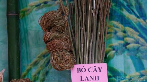 Cây lanh là nguyên liệu dệt nên những tấm vải chàm để may thành trang phục truyền thống của người Mông xanh xã Nậm Xé.