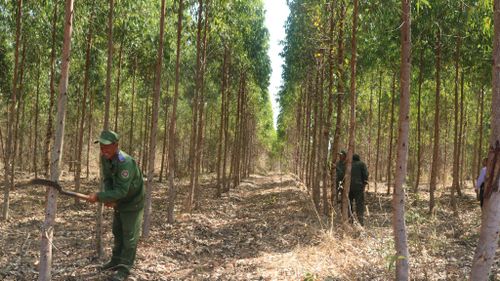 Nhân viên Xí nghiệp Lâm nghiệp Bắc Bình Thuận chăm sóc rừng trồng trên vùng đất khô hạn phía Tây xã Lương Sơn