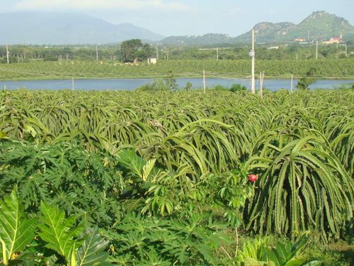 Trang trại thanh long nằm cạnh hồ chứa nước trên địa bàn xã Tân Lập