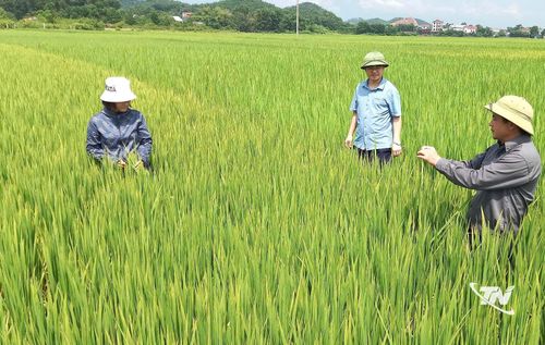 Cán bộ phường Phổ Yên thăm đồng tại tổ dân phố Tân Trung.