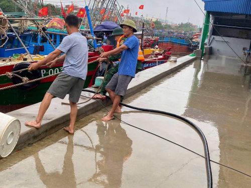 Ngư dân Hải Phòng chằng buộc, neo đậu tàu cá tại nơi tránh trú.