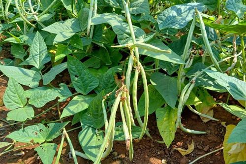 Nghiên cứu mới cho thấy cách một số loài thực vật huy động ong bắp cày và vi khuẩn trong đất để bảo vệ lá cây khỏi tác hại. Ảnh: Shutterstock