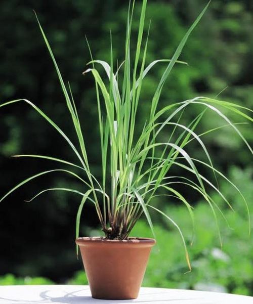 Cây sả có tác dụng hỗ trợ xua đuổi muỗi. (Ảnh: Plant)