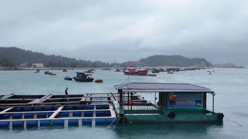 Các nhà bè nuôi trồng thủy sản trên biển ở Quảng Ninh được gia cố để phòng chống bão số 4. Ảnh: NGUYỄN HƯNG