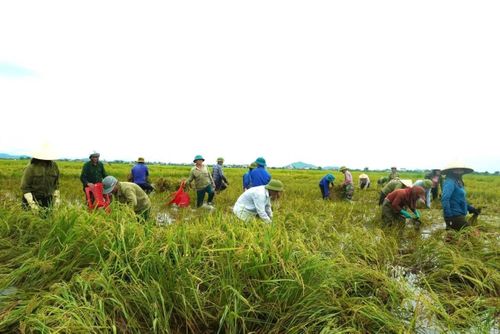Theo Đoàn xã Xuân Lộc, trong những ngày tới, đơn vị sẽ tiếp tục huy động thêm đoàn viên, thanh niên và các lực lượng tại địa phương cùng tham gia hỗ trợ người dân thu hoạch lúa, hạn chế thiệt hại do mưa lớn gây ra.