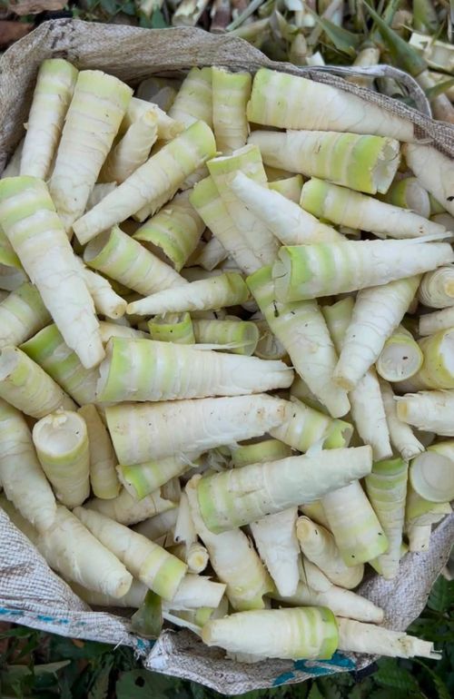Măng tép có kích thước rất nhỏ, nổi bật với độ giòn sần sật và vị ngọt thanh tự nhiên. Ảnh: Ma Thị Khơi