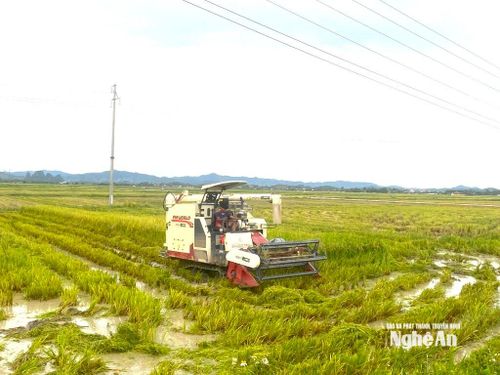 Thu hoạch lúa vụ Hè Thu ở xã Quang Đồng. Ảnh chụp lúc 8.30 ngày 23/8. Ảnh: Văn Trường