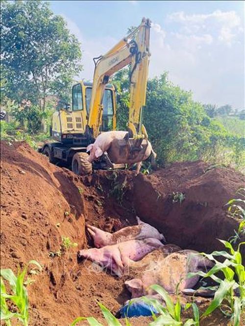 Tiêu hủy lợn đàn lợn mắc bệnh. Ảnh: TTXVN phát