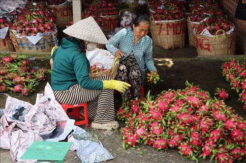 Cơ sở thu mua và tiêu thụ thanh long trên địa bàn xã Tân Thuận Bình, từ nguồn vốn vay Ngân hàng Chính sách xã hội, của chị Phan Thị Kim Trang.