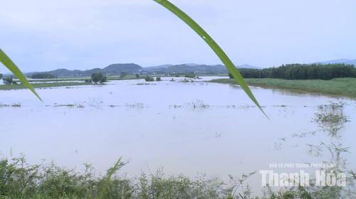 Nhiều diện tích mía trên địa bàn các xã thuộc huyện Thạch Thành (cũ) bị ngập.