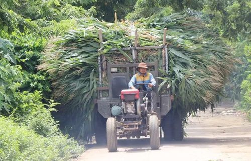 Người dân buôn Jứ (xã Ia Tul) chở bắp sinh khối đến cơ sở thu mua. Ảnh: N.S