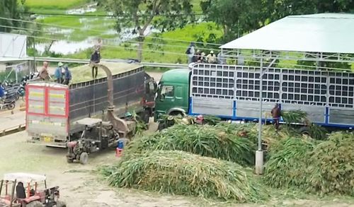 Một cơ sở thu mua bắp sinh khối tại xã Ia Tul. Ảnh: N.S