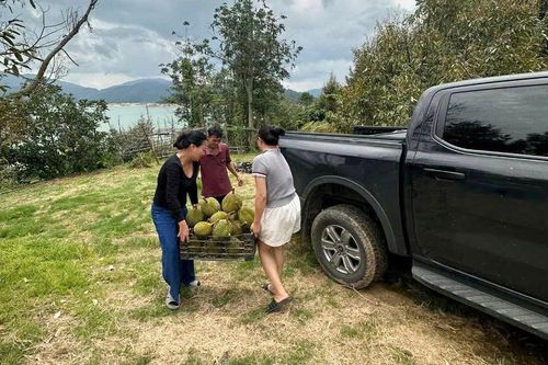 Sầu riêng chín được thu hái trực tiếp tại vườn để phục vụ du khách thưởng thức tại chỗ