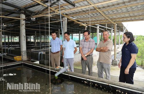 Hệ thống bể nuôi ốc hương có mái che được đầu tư đồng bộ, giúp thuận lợi trong quản lý, chăm sóc.