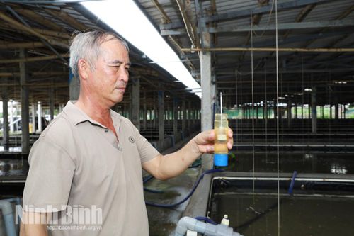 Ông Phương kiểm tra, theo dõi độ mặn trong bể, bảo đảm môi trường phù hợp cho ốc hương sinh trưởng.