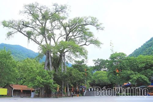 Cây đa cổ thụ dưới chân đền Thỏng, người dân ở đây thường gọi là Cây đa 9 cội - một biểu tượng đặc trưng của Khu di tích và danh thắng Tây Thiên.