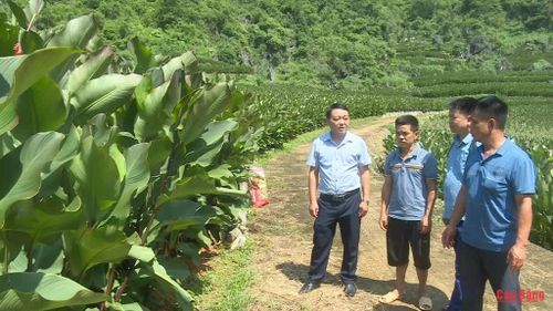   Lãnh đạo UBND xã Nguyễn Huệ kiểm tra thực tế, rà soát toàn bộ vùng trồng để ký kết hợp đồng với doanh nghiệp, hợp tác xã bao tiêu sản phẩm cho người dân. 