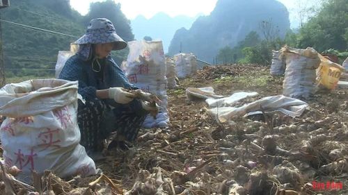 Niên vụ dong riềng năm 2025 bị tư thương ép giá, chỉ còn 800 - 1.000 đồng/kg củ tươi.