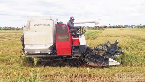 Máy gặt được huy động tổng lực ở các địa phương. (Ảnh: HƯƠNG GIANG)
