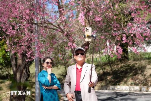 Du khách chụp hình check-in với hoa mai anh đào nở rộ trong khuôn viên trường Đại học Đà Lạt. (Ảnh: Nguyễn Dũng/TTXVN)